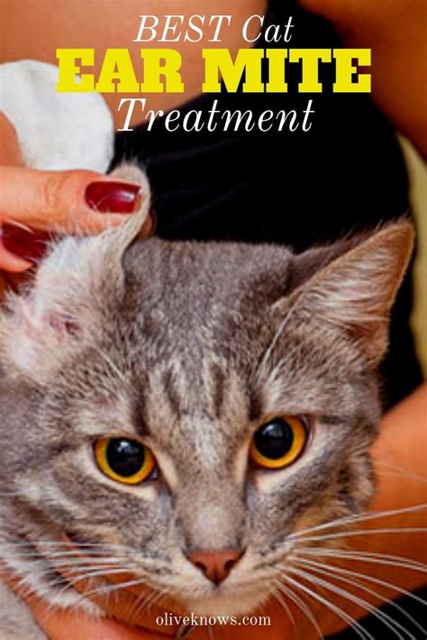 Cat Treatment For Fleas And Ear Mites