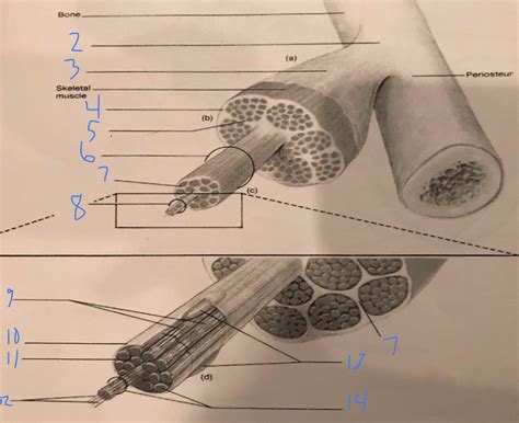 Anatomy: Muscles Diagram | Quizlet