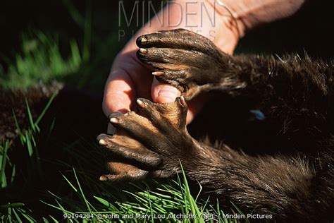 Minden Pictures - Webbed feet of dead European river otter (Lutra lutra) Scotland, UK - John ...