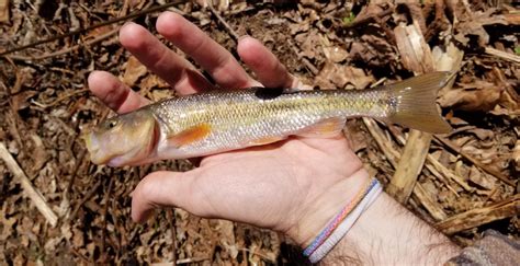 Fishing for the creek chub – 365 Angler