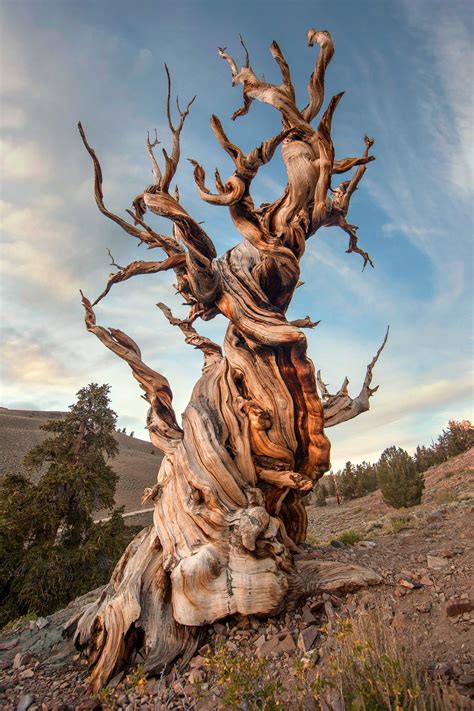 Bristlecone Pine Methuselah