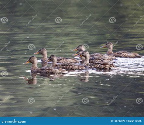 Group of ducks swimming stock image. Image of ducks - 106787079