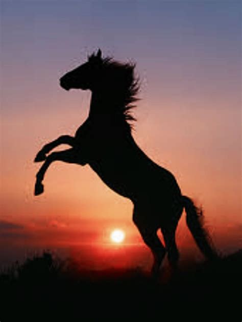 Black Horse Rearing In Sunset
