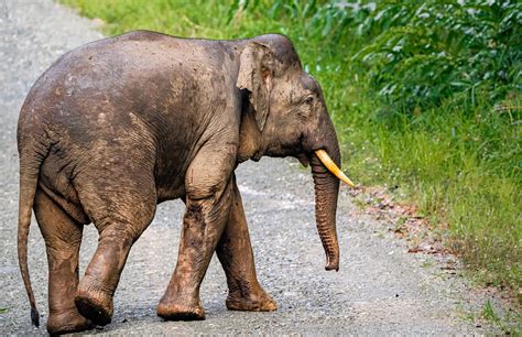 Pygmy Elephant of Borneo - Safari Acacia