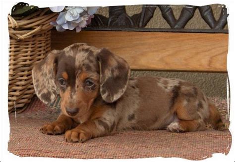 39+ Short Haired Dapple Dachshund For Sale Photo - Bleumoonproductions