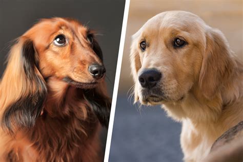 Dachshund and golden retriever mix might just be the cutest dog ever!