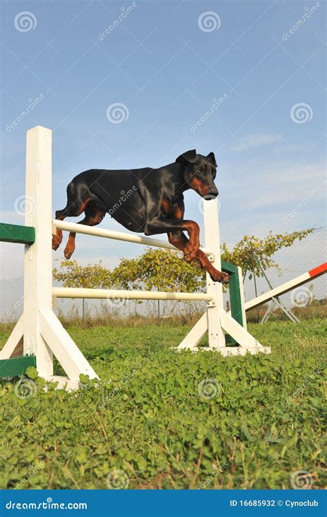 Doberman in agility stock photo. Image of pedigree, purebred - 16685932