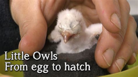 Little Owls | From Egg to Hatch | Breeding Birds of Prey - YouTube