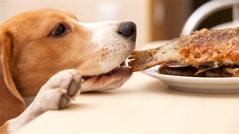 Dog Eating People Food