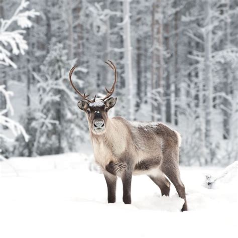 Reindeer | Female reindeer, Animals, Reindeer