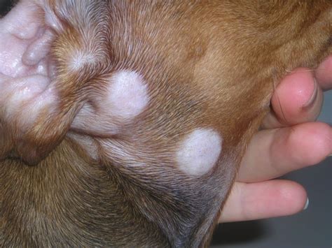 can a human catch ringworm from a dog Ringworm in dogs ...