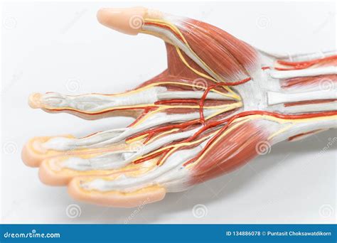 Muscles of the Palm Hand for Anatomy Education Stock Photo - Image of ...