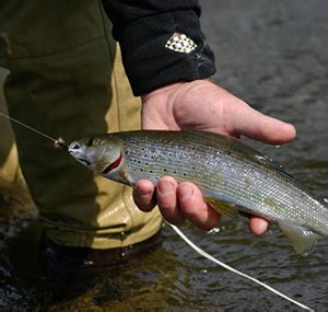 Michigan Arctic Grayling habitat research | Stray Cat Fishing Charters Lake Erie / Monroe, MI