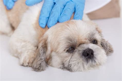 Dog Throwing Up Blood: Causes and What to Do | Great Pet Care