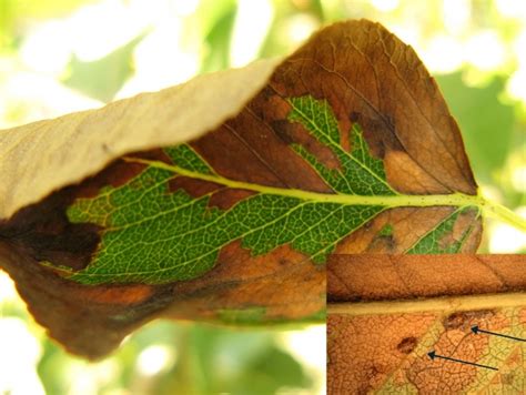 The Backyard Orchard - Pear Pests | USU