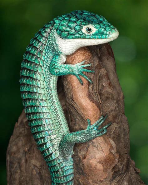 🔥 Beautiful Mexican Alligator Lizard : r/NatureIsFuckingLit