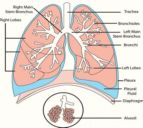 Organ-Organ Sistem Ekskresi pada Manusia | Biologi Kelas 11