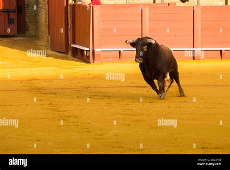 Corrida de toros bravos in Spain, bullfighting, output of the bull ...