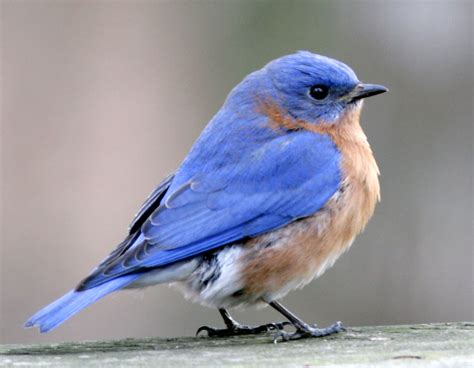 Eastern Bluebird--male | It was a cold afternoon and several… | Flickr
