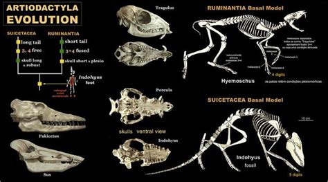 Artiodactyla - SUICETACEA and RUMINANTIA | Artiodactyla, Mammals, Evolution