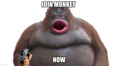 monkey - Imgflip