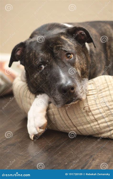 Dog amstaff mix 0639 stock image. Image of black, fluffy - 191728109