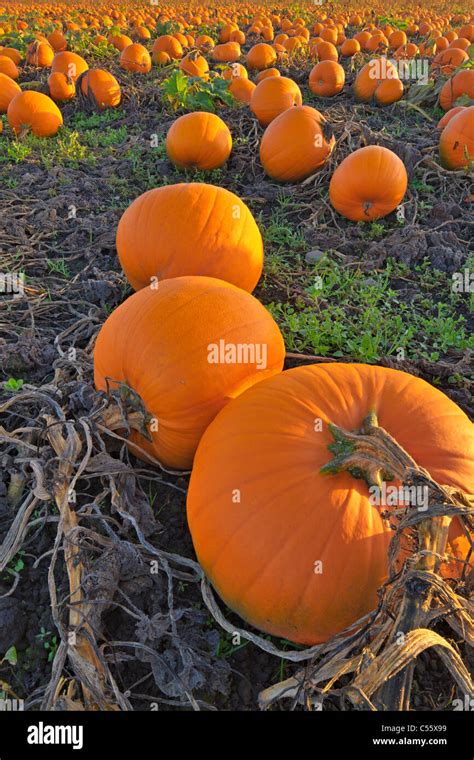 Pumpkins in a field, Saanich Peninsula, Vancouver Island, British Columbia, Canada Stock Photo ...