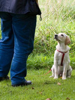 Pet Care Tips- Housebreaking a Puppy at WomansDay.com