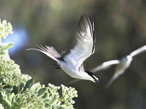 Avithera: Coral Cay Island Birds – Great Barrier Reef – Part 3 Terns