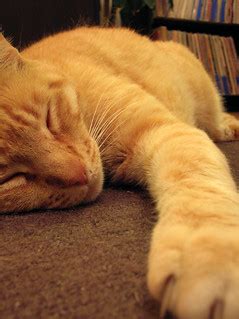 paw | Sir Purrs-a-Lot, sleeping with one paw outstretched, o… | Flickr