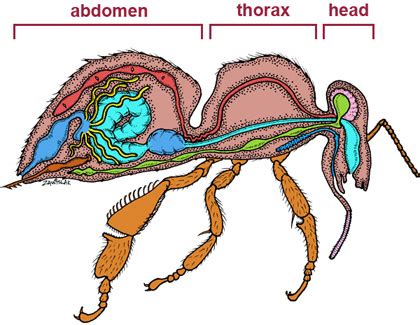 About Honey Bees | Types, races, and anatomy of honey bees