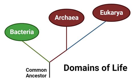 Archaea: Habitat, Characteristics, Classification, Applications