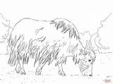 Grazing Yak Coloring Page  Free Printable Coloring Pages sketch template