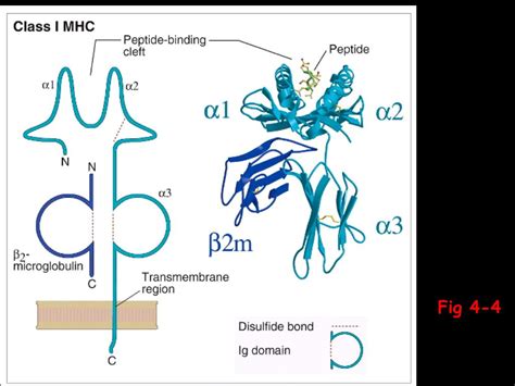 PPT - Major Histocompatibility Complex PowerPoint Presentation, free ...