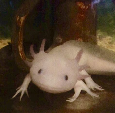 My axolotl, Bubbles. She has 5 legs and way too many toes on her back feet. : r/axolotls