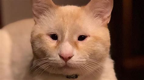 Meet Humphrey, The Handsome Cat With Micropthalmia Who Was Reunited With His One-eyed Brother ...