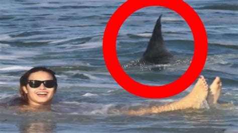 When SHARKS ATTACK! Multiple REAL SHARK ATTACKS caught on camera tape! (The ultimate shark ...