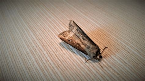 Black Cutworm Moths Are Here | Cornell Field Crops News