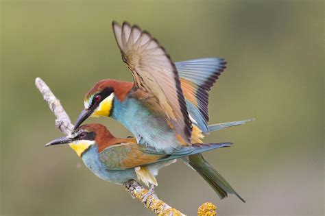 Kingfisher Bird Mating Photograph by litle owl Lovers love