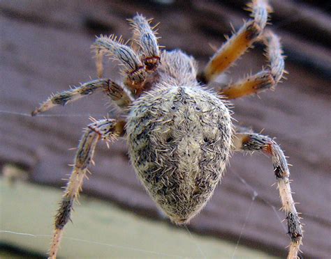 Are Barn Spiders Poisonous? - Hobby Farms