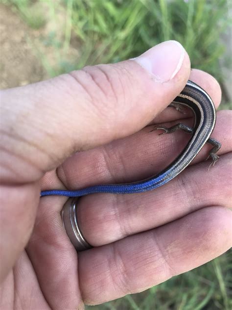 Western Skink in March 2019 by Chris DeGroof · iNaturalist