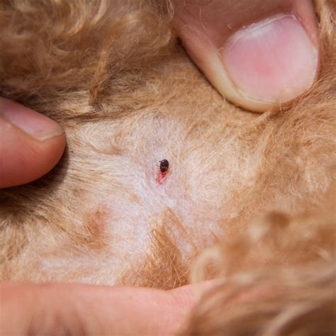 What Do Dog Flea Bites Look Like On Humans