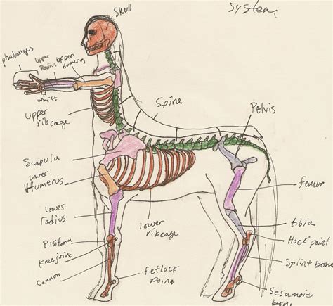 Centaur Anatomy 1 by TaylorBrooke123 on DeviantArt