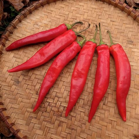 Organic Hong Gochu Large Korean Hot Pepper Seed - Adaptive Seeds