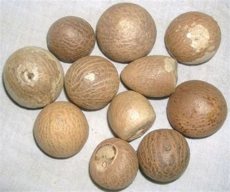 Areca Nut at Rs 330/kilogram | Areca Nut in Ahmedabad | ID: 10702846088