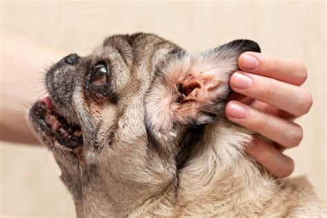 signs of ear mites in dogs Archives | Veterinary Blog for Los Angeles - Shiloh Veterinary ...