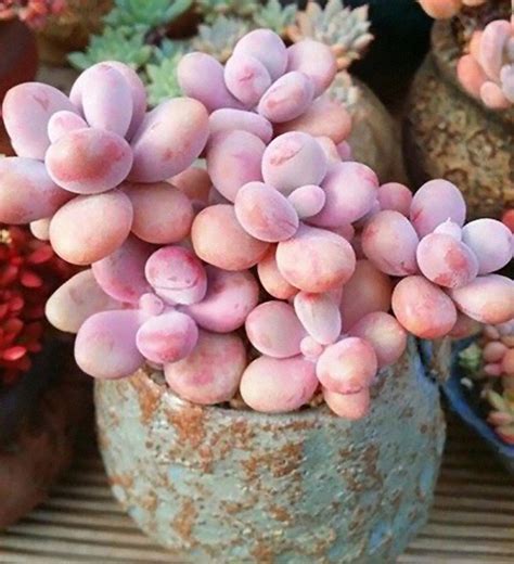 Unusual Succulents Plants | Lipstick Alley