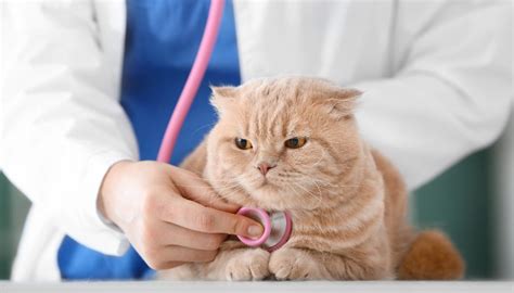 High blood pressure and hypertension in cats | Cockburn Vets