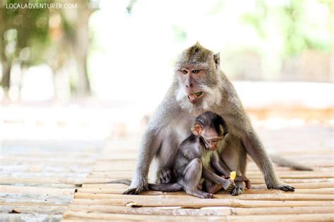 Uluwatu Temple Monkeys in Bali Indonesia