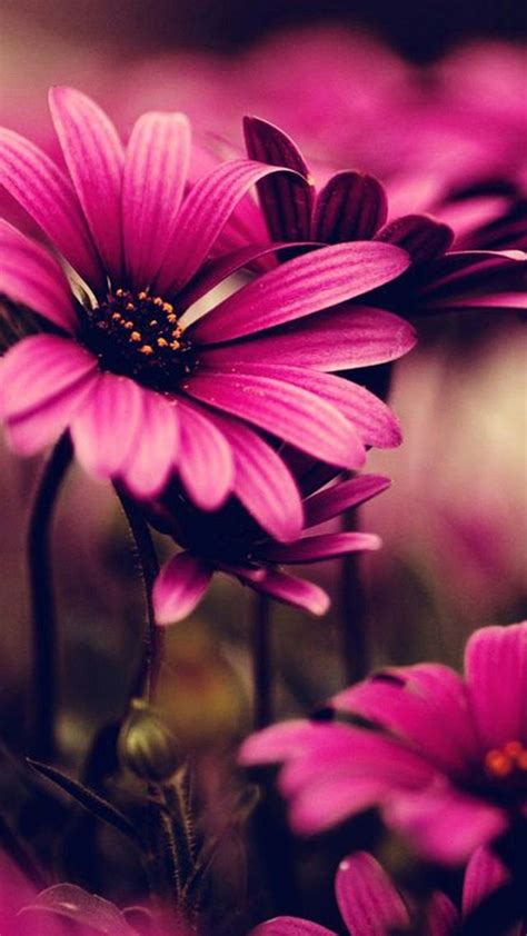 Flowers iPhone Wallpaper | iPhone Wallpaper | Flower iphone wallpaper, Daisy wallpaper, Flower ...